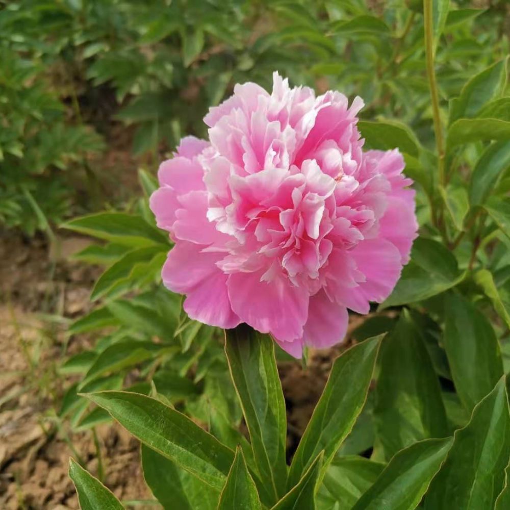 桃花飞雪